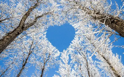 Dreamy Heart-Shaped Tree Branches Background Images