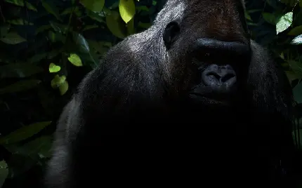 Download giant black gorilla background premium quality