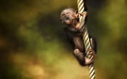 Funny Monkey Perfect For Profile Picture