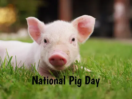 World Pig Day Text Photo for Instagram Story and Post