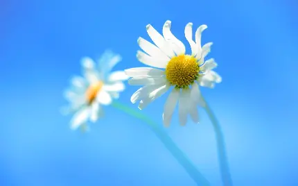 Chamomile flower wallpaper for Windows background