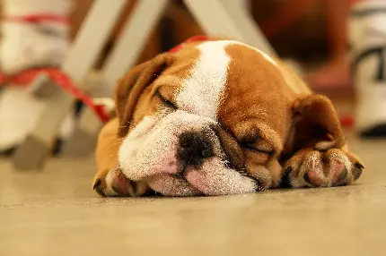Sleepy Puppy HQ Image Download