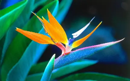 Stunning bird of paradise or strelitzia flower picture
