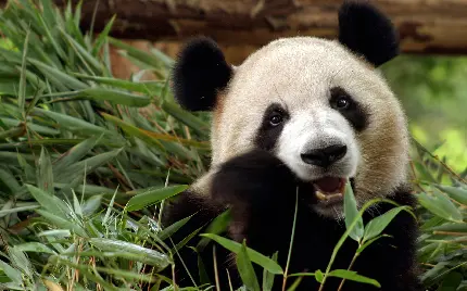 Panda Image for WhatsApp Profile