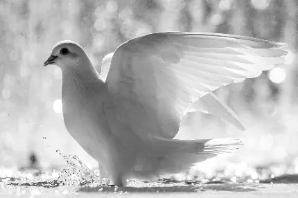 Beautiful White Pigeon Photo for Elegance and Symbolism