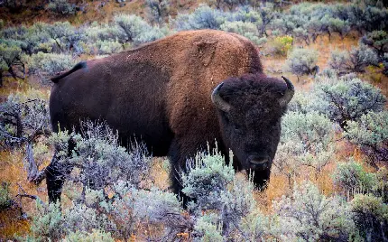Dangerous Wild Buffalo Photo In Premium Quality Definition