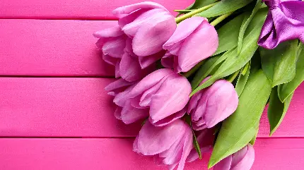 Beautiful Tulip Bouquet Fragrant Flowers Windows Background