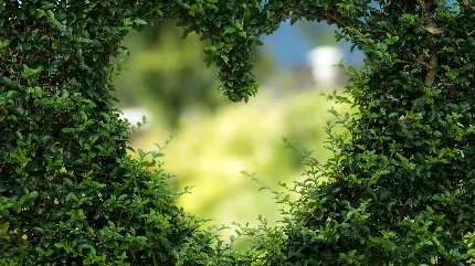 Heart Shaped Leaf Arrangement Beautiful Windows Wallpaper