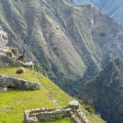 Machu Picchu City Photo World Wonders