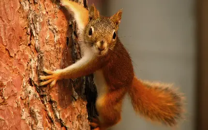 Tiny Squirrel High-Res Image