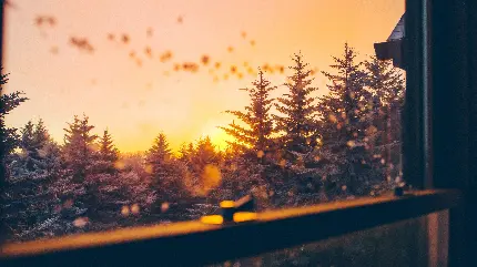 Trees through window wallpaper for Windows desktop