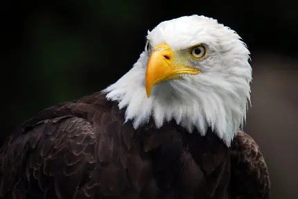 Bald Eagle Head Photo Showcasing Its Majesty