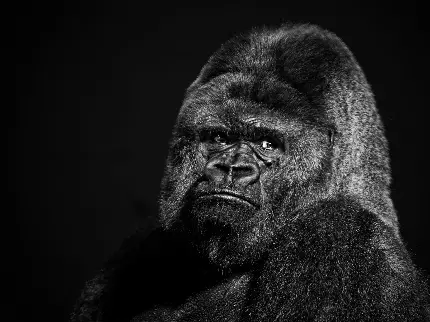 Black wild gorilla HD desktop wallpaper premium