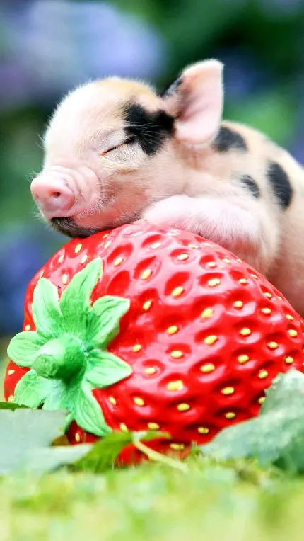 Little Piglet on Strawberry HD Photo for Telegram Profile