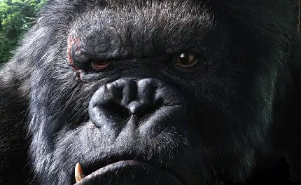 Angry black monkey profile wallpaper premium