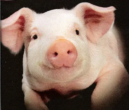 Pink Pig Real Snapshot 2025