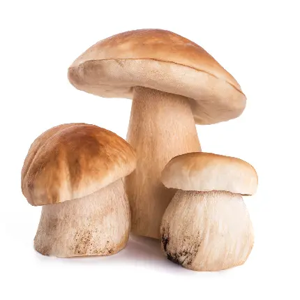 Porcini Mushroom Photo Polish Fungus