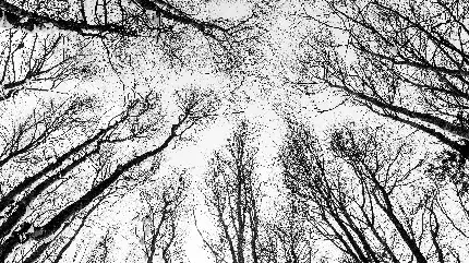 Black and White Leafless Trees Windows Desktop Wallpaper