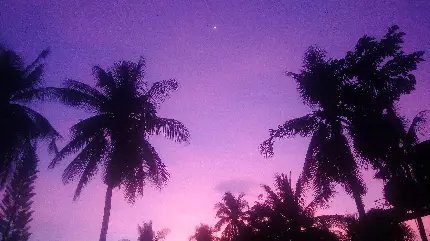 Palm trees wallpaper for Instagram posts and stories