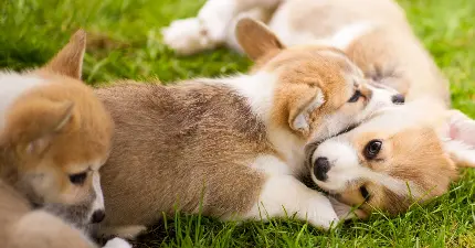 Adorable cute puppy photos in full HD quality