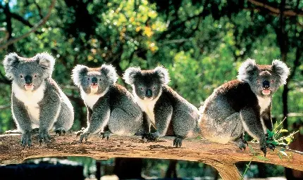 Funny Koala Tree Photos in HD