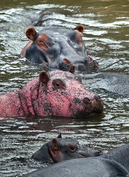Hippos with beautiful skin photos for World Hippo Day