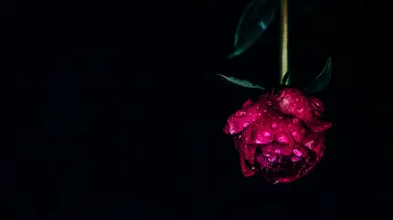 Beautiful peony flower wallpaper and background image