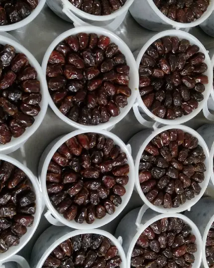 Tropical Date Fruit Photo - Perfect For Subtropical Regions Free Download