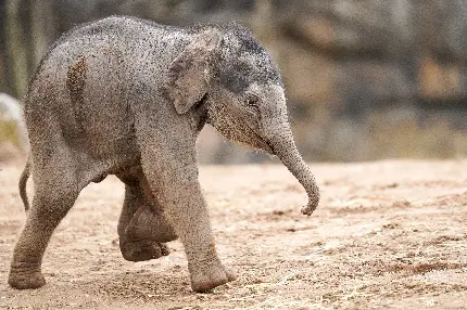 Funny baby elephant photo in full HD quality