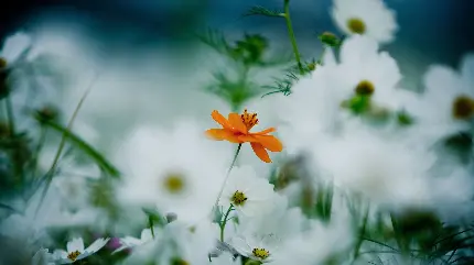 Chamomile Flowers and Beautiful Bloom Windows Background