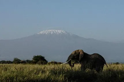 Beautiful African Elephant Picture