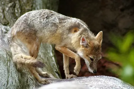 Swift Fox (Vulpes velox) Wallpapers and Background Images