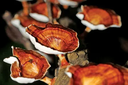 Reishi Mushroom Photo Medicinal Fungus