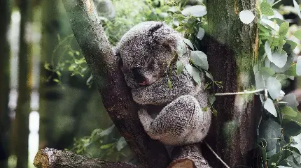 Koala sleeping on tree HD photo and background