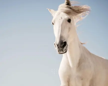 Download Wallpaper of One of the Most Beautiful White Horses