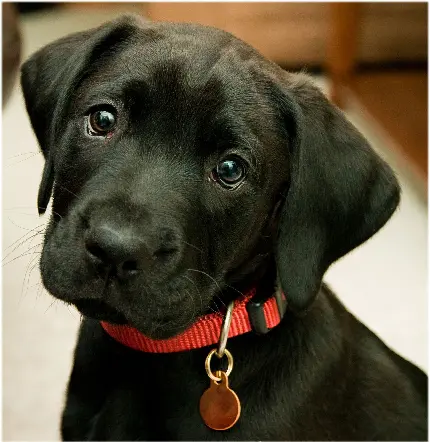 Download black puppy profile picture