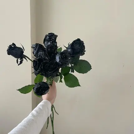 Natural Black Rose High Quality Image