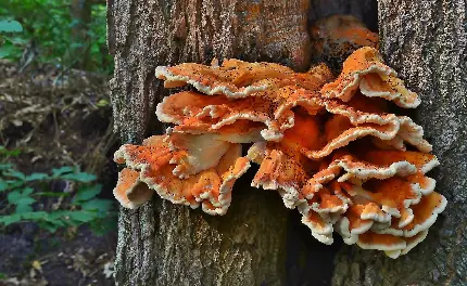 Laetiporus Mushroom Photo Forest Chicken