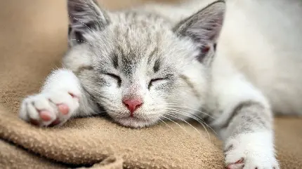 Download cute sleeping cat photo in full HD