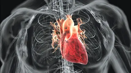 Real human heart among body muscles in excellent quality