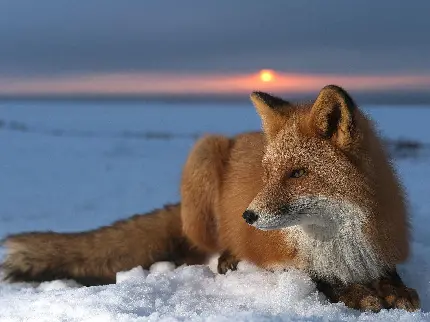 Beautiful Red Fox HQ Image Download