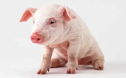 Pink Pig Background for Animal Lovers in HD Quality