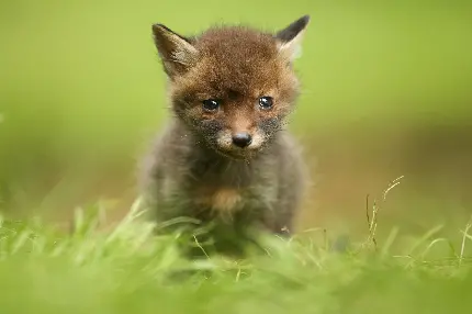 Interesting Light Gray Darwin's Fox Pups Pictures