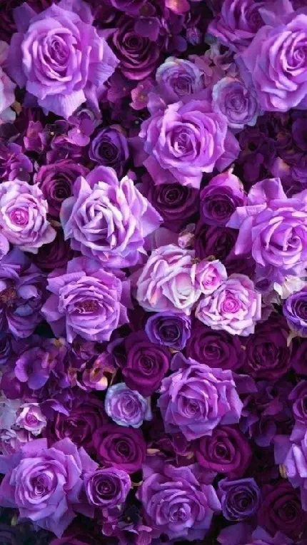 HD quality purple rose image for profile pictures