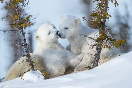 Beautiful polar bear cubs HD background image