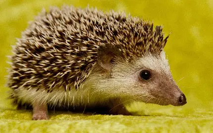Real Large Hedgehog High Quality Photo in Nature