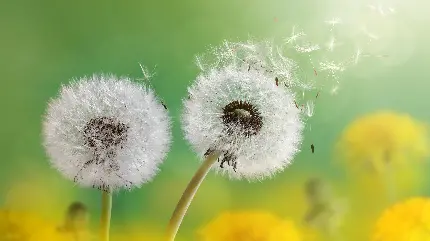 Beautiful Dandelion Flower and Perennial Plant Windows Wallpaper