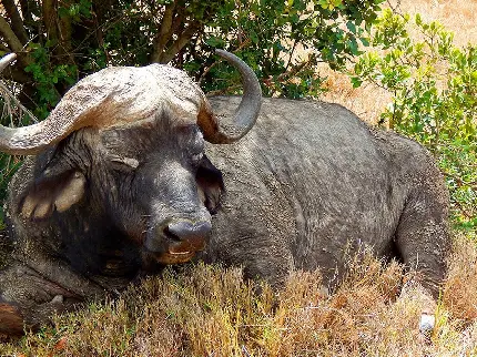 Old And Scary Buffalo Photo In High Quality Resolution