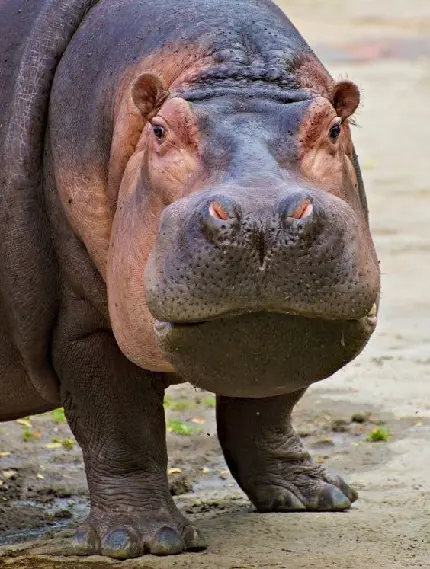 World Hippo Day photo of flower loving mammal in high quality