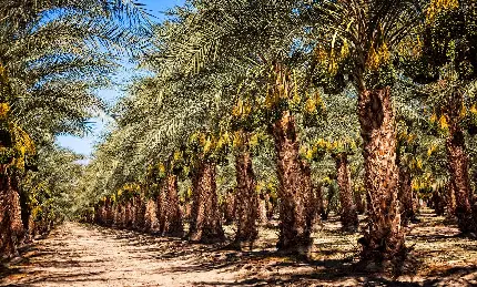 Date Palm Tree Photo - Free Download For Fruit Lovers
